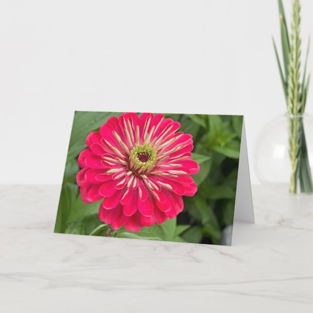 Cartão de Nota em Branco Magenta Zinnia (Frente)