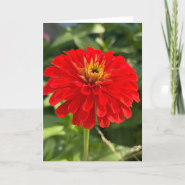 Cartão de Nota em Branco Zinnia Vermelha