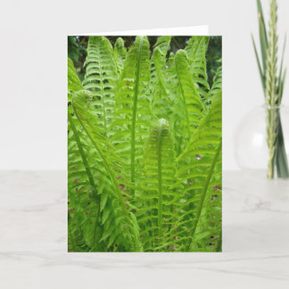 Cartão de Nota Fern Shoots