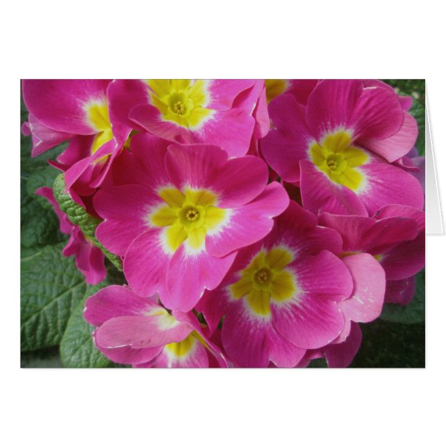 Cartão de Nota Flor Rosa Quente (Frente Horizontal)