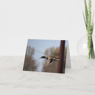 Cartão de Nota Mallard