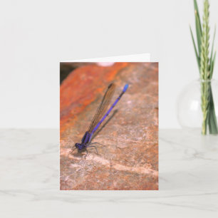 Cartão de Nota Natural Damselfly Dragonfly