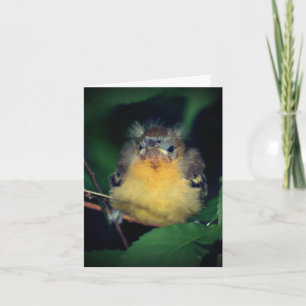 Cartão de Nota Natural de Pássaro Oriole, Bebê Cin