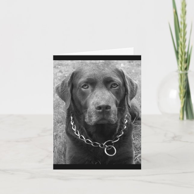 Cartão de Nota para Cão de Chocolate Labrador Retr (Frente)