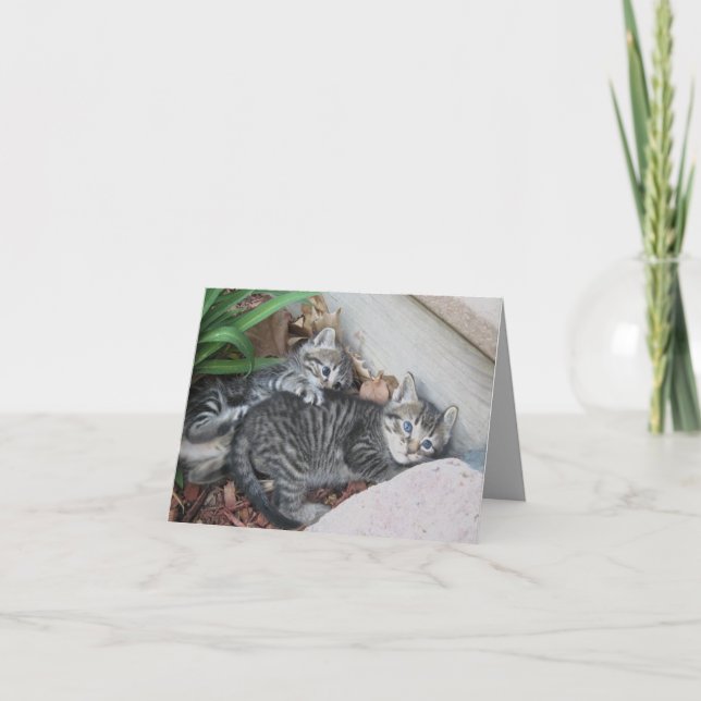 Cartão de Nota para Gatinhos (Frente)