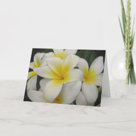 cartão de nota - plumerias brancos