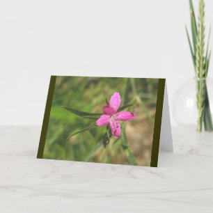 Cartão de Nota Rosa Deptford