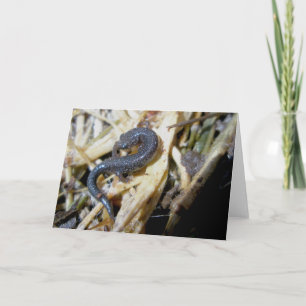 Cartão de Nota Salamandra Manchada de Preto #1