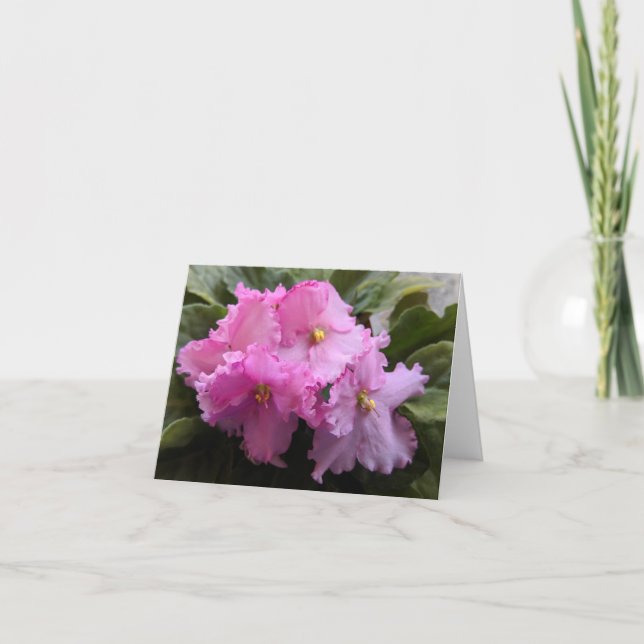Cartão de Nota Violeta Africana Rosa (Frente)