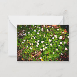 Cartão De Notas Anêmona-de-junca, linda flor branca da primavera