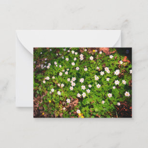 Cartão De Notas Anêmona-de-madeira, linda flor branca da primavera
