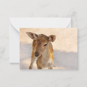 Cartão De Notas Baby Deer