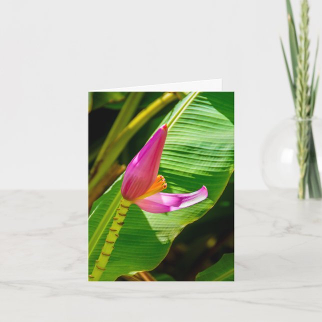 Cartão De Notas Banana Flower, Limahuli Gardens, Kauai (Frente)