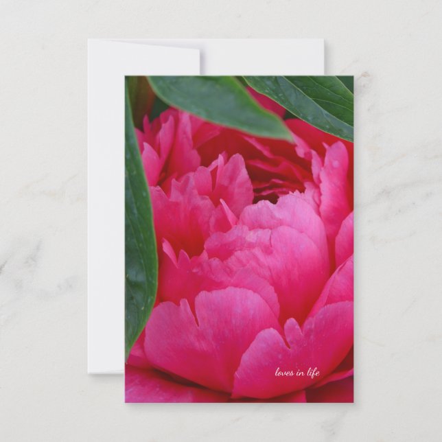 Cartão De Notas Bashful Pink Peony (Frente)