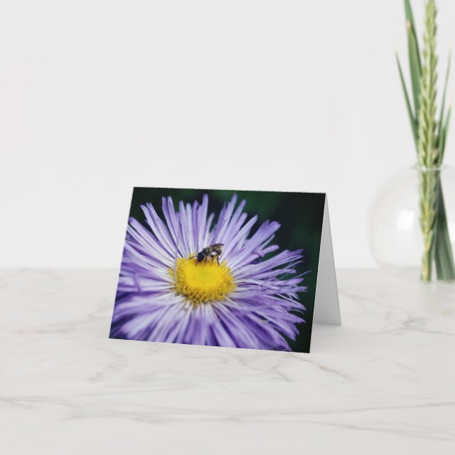 Cartão De Notas Bee On Purple Daisy Flower Photography  (Frente)