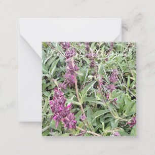 Cartão De Notas Bloomings da Califórnia: Sage de Hummingbird