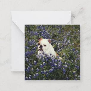 Cartão De Notas Bolsa Inglesa no Texas Bluebonnets Nota Card