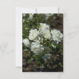 Cartão De Notas Bonito rosas brancas