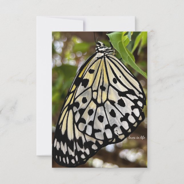 Cartão De Notas Borboleta Preta e Branca (Frente)