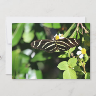 Cartão De Notas Borboleta Zebra Longwing