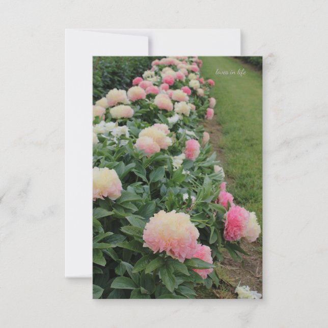 Cartão De Notas Borda Rosa de Peony (Frente)