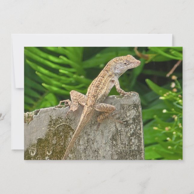 Cartão De Notas Camouflage Master (Frente)