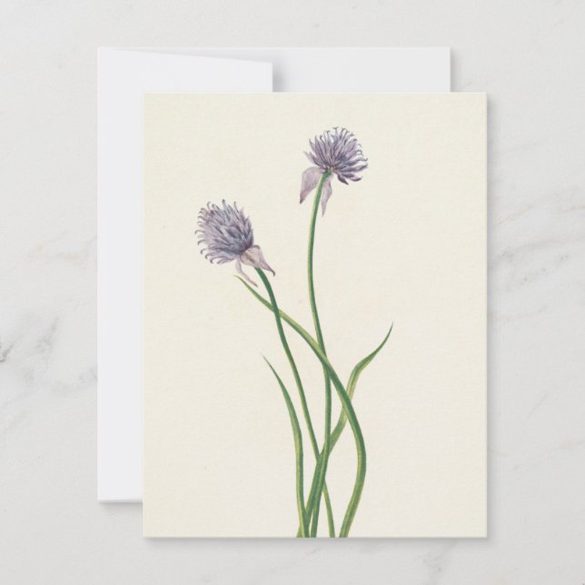 Cartão De Notas Cebola Siberiana por Mary Vaux Walcott (Frente)