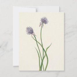 Cartão De Notas Cebola Siberiana por Mary Vaux Walcott