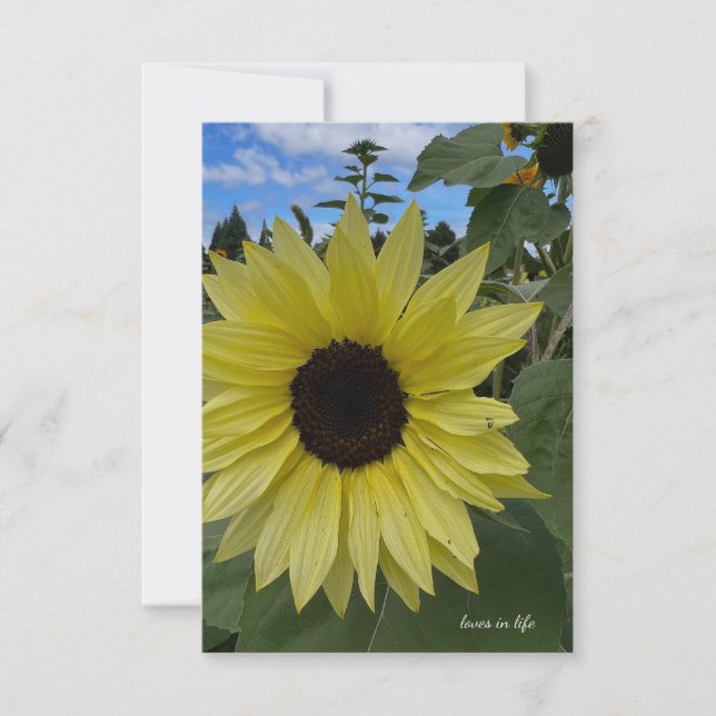 Cartão De Notas Céu Amarelo Amarelo e Girassol (Frente)