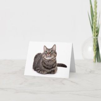 Cartão De Notas Cinza Tabby Cat