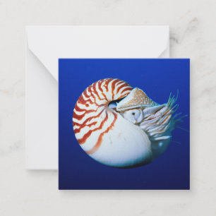 Cartão De Notas Close-Up De Nautilus-Camarado