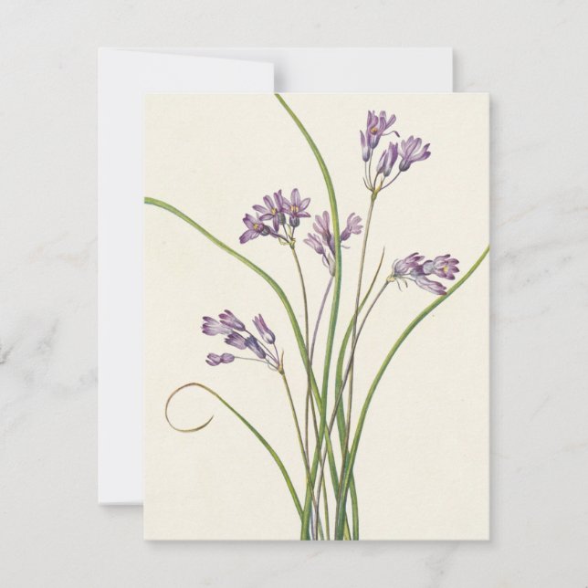 Cartão De Notas Clusteramente por Mary Vaux Walcott (Frente)