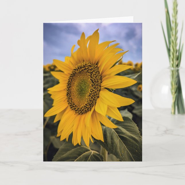 Cartão De Notas Conjunto de Placas de Nota de Vazio 5 x 7 (Frente)