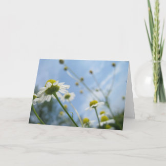 Cartão De Notas Daisy Field Stationary