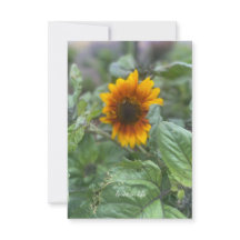 DreamLittle Sunflower