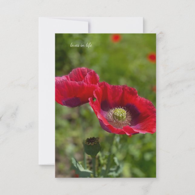 Cartão De Notas Duas cápsulas Bonito de ópio (Frente)