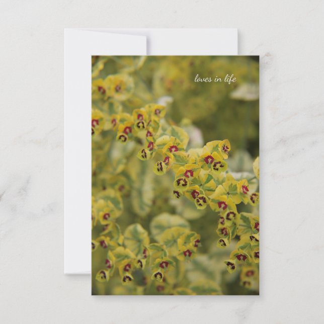 Cartão De Notas Euphorbia (Frente)