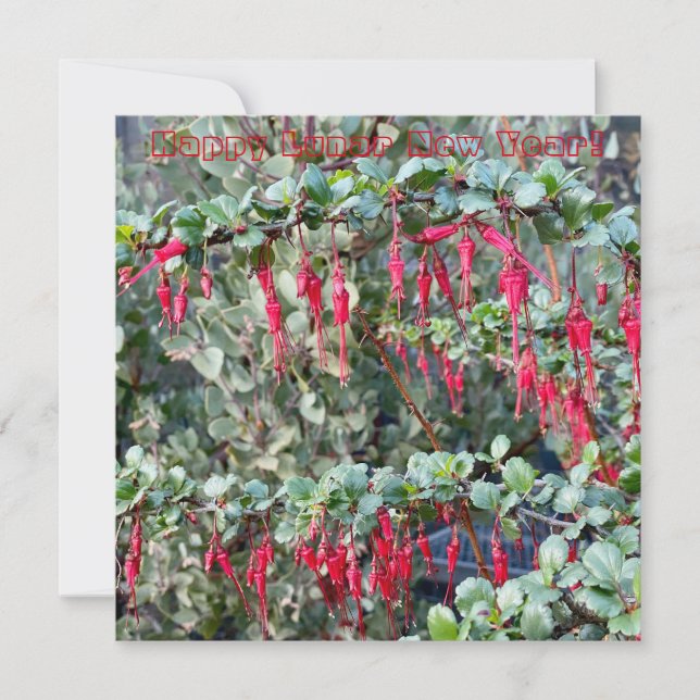 Cartão De Notas Feliz Ano Novo Lunar (Frente)