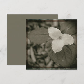 Cartão De Notas Filtro de Colódio Spring Trillium