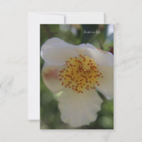 Flor branca, close-up