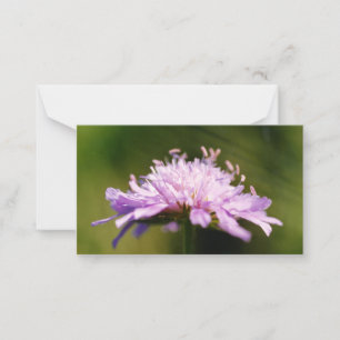 Cartão De Notas Flor Lilac Escabioso (Knautia arvensis)