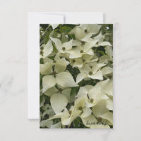Flores Brancas De Dogwood