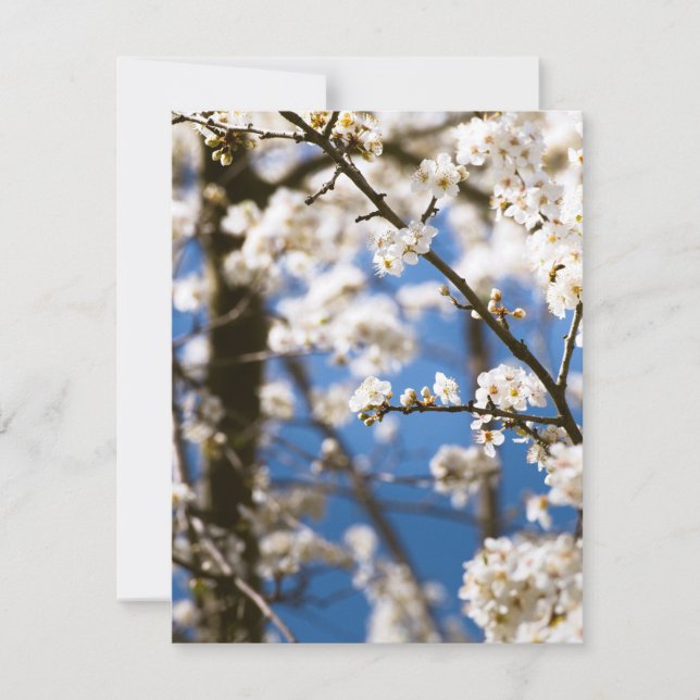 Cartão De Notas Flores Brancas diante de um céu branco (Frente)