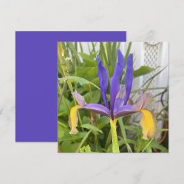 Cartão De Notas Foto da Natureza do Jardim Exterior da Flor Íris R