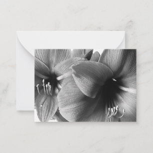 Cartão De Notas Foto de Duas Flores Amaryllis