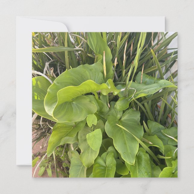 Cartão De Notas Foto do Jardim do Quintal ao ar livre (Frente)