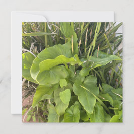 Cartão De Notas Foto do Jardim do Quintal ao ar livre