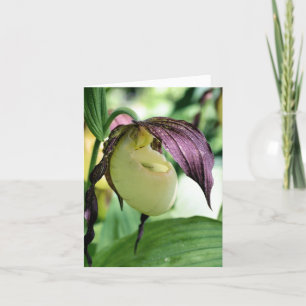 Cartão De Notas Fotografia da Flor de Orquídea Sapatinho de Dama B