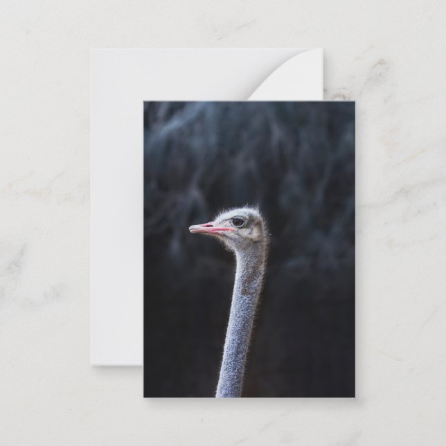 Cartão De Notas Fotografia de Avestruz (Frente)