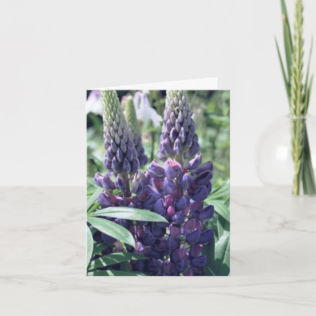 Cartão De Notas Fotografia de Flores do Trio de Lupino (Frente)